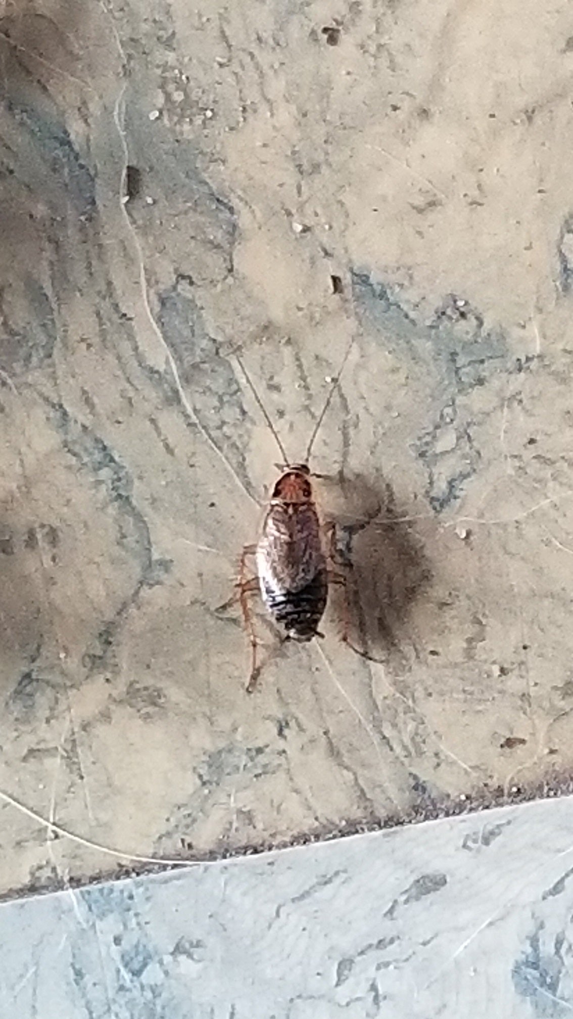 Cockroach
