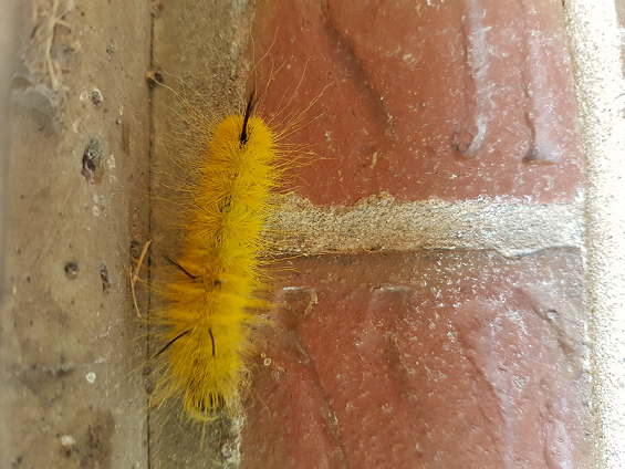 Caterpillar of an American dagger moth