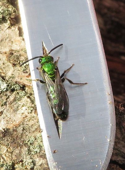 Ground-nesting bee