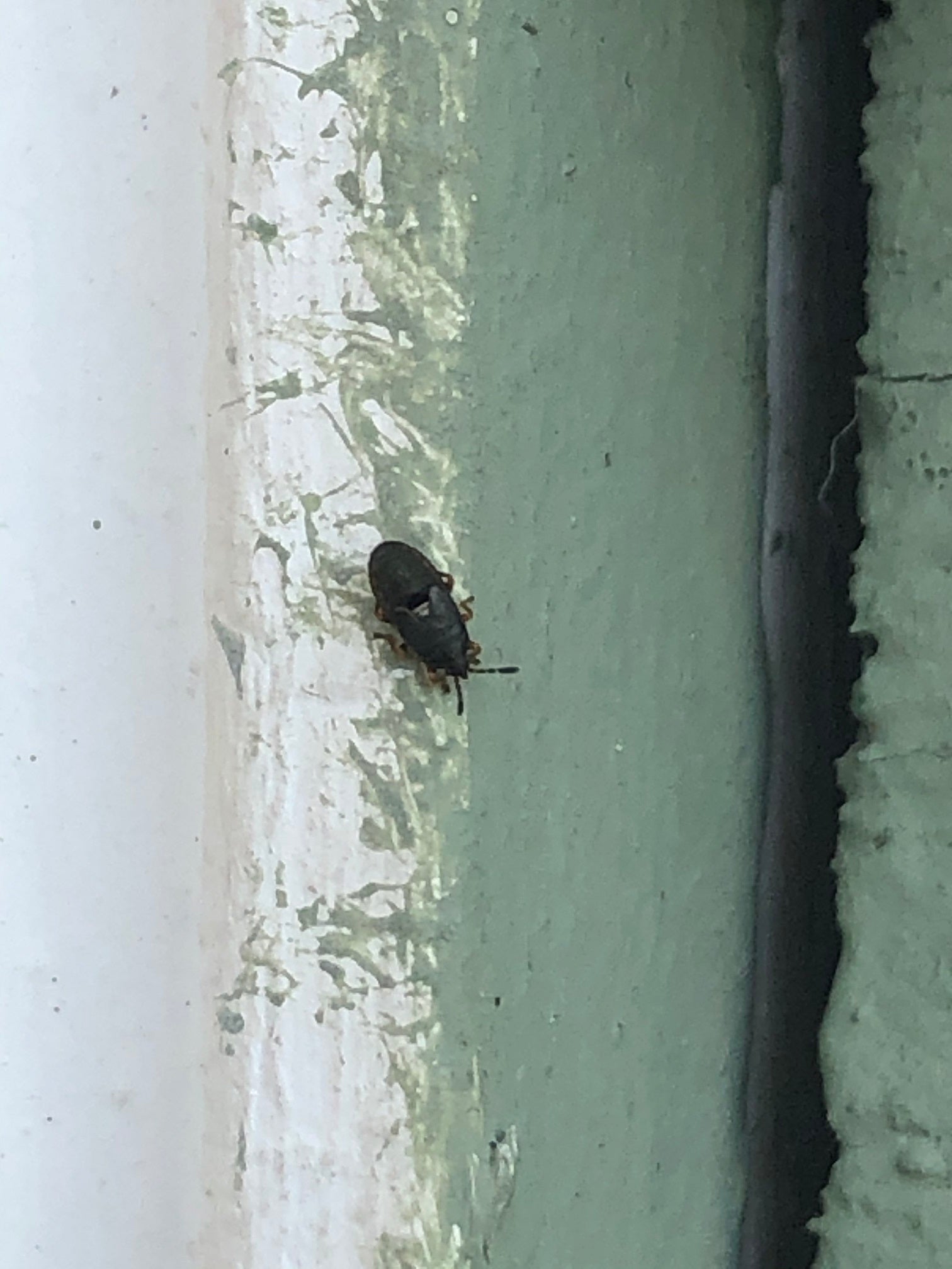 Nymph of a hairy chinch bug