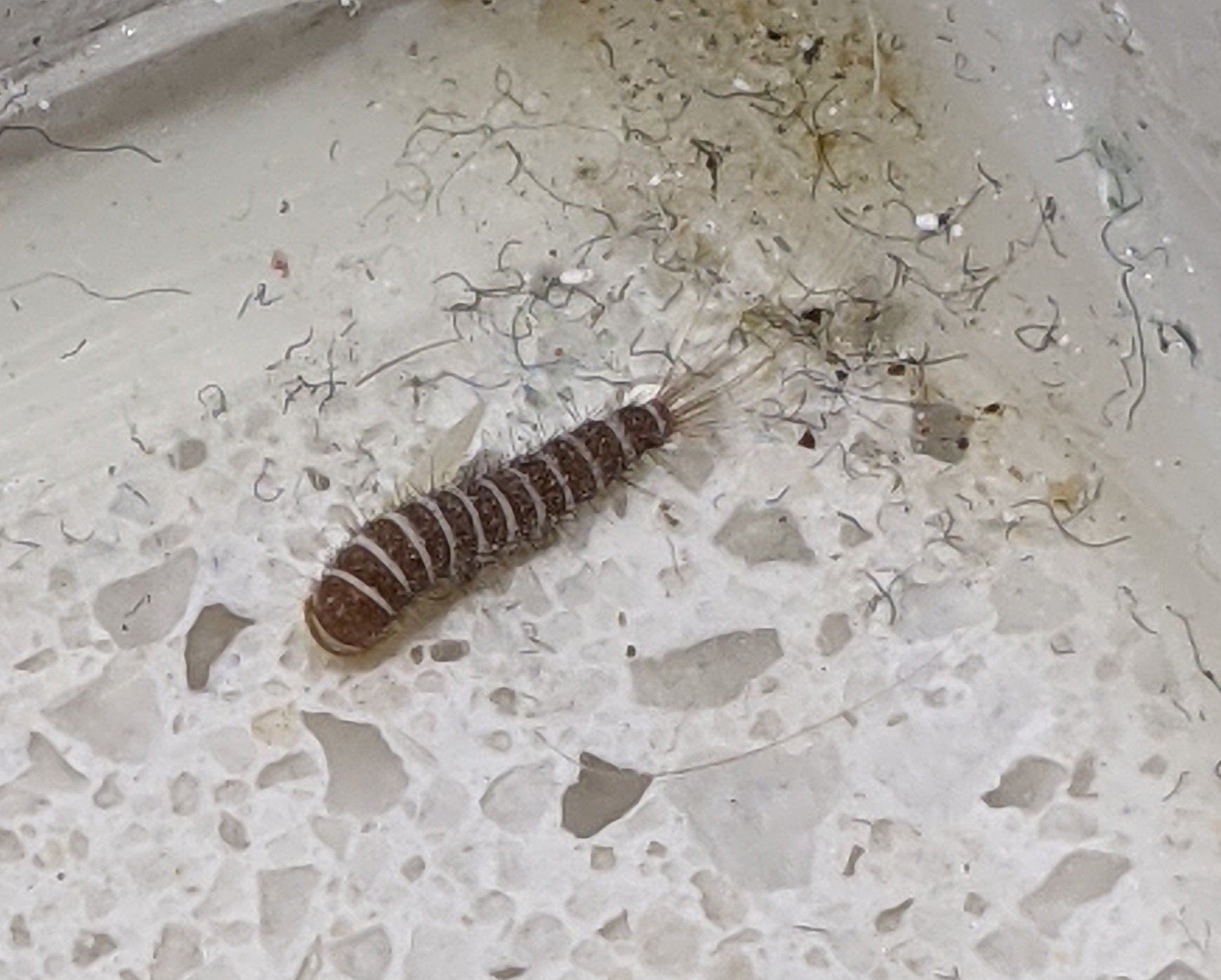 Larva of a carpet beetle