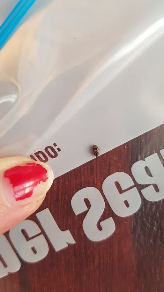 Carpet beetle
