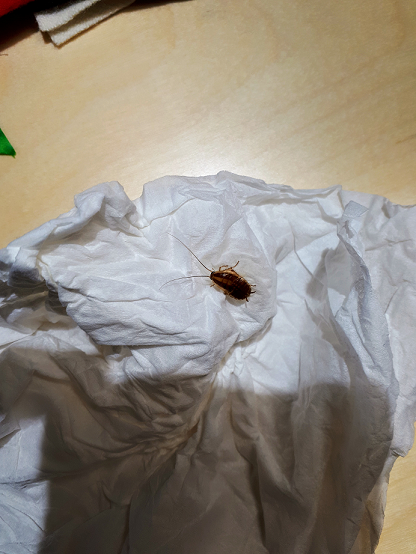 German cockroach