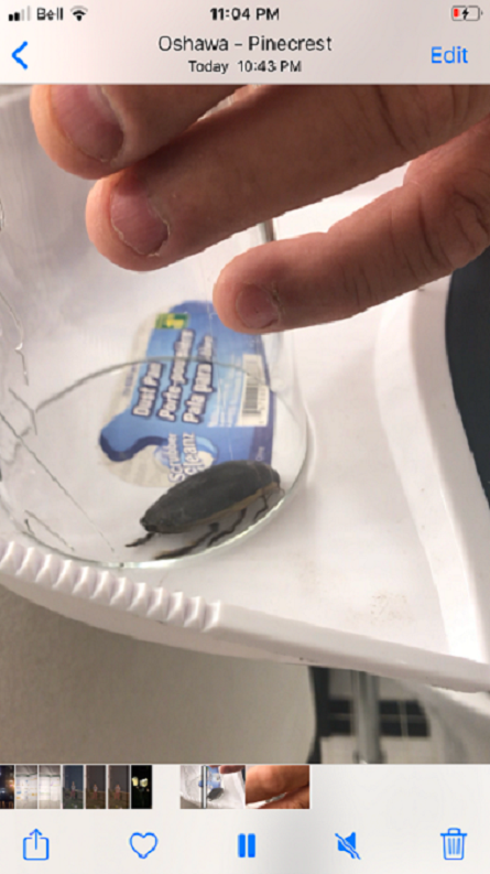 Predaceous diving beetle