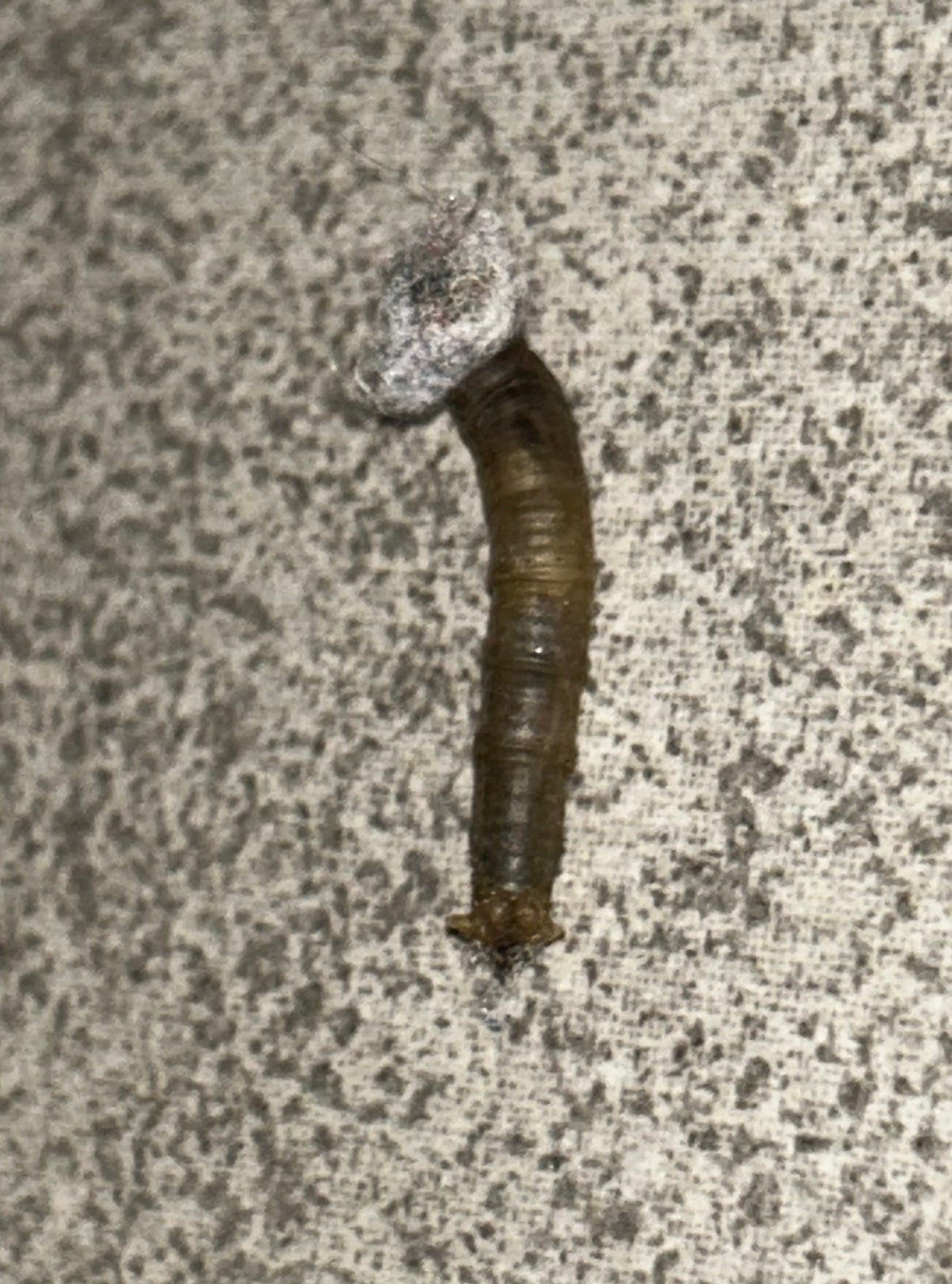 Larva of a crane fly
