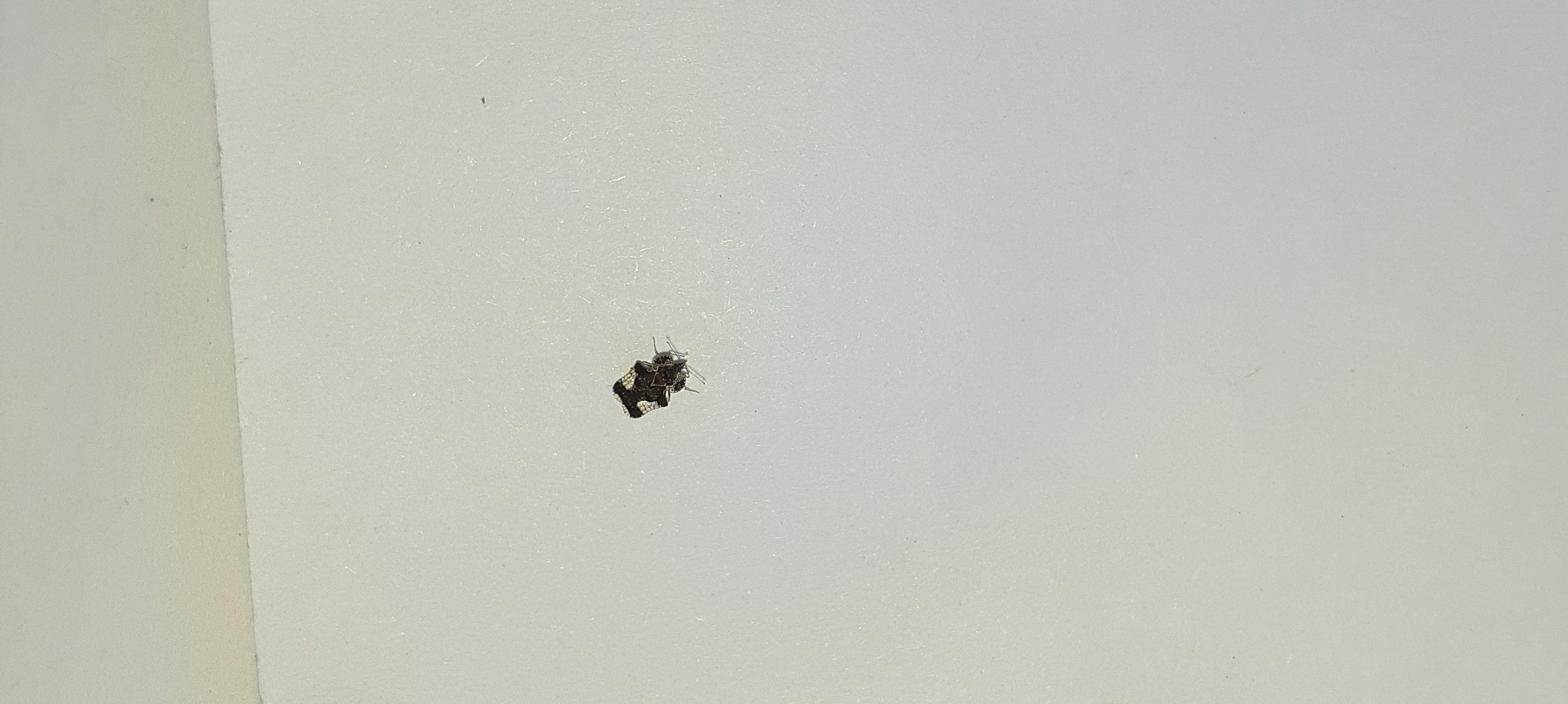 Lace bug