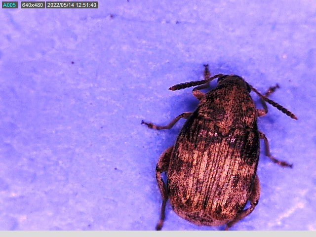 Pea/Bean weevil