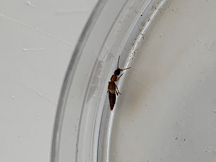 Rove beetle