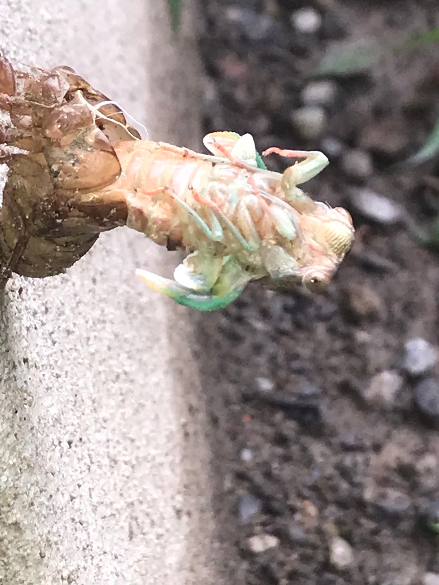 Adult cicada