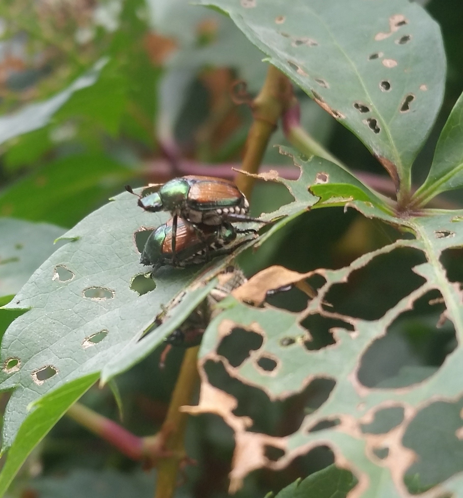 Japanese beetles