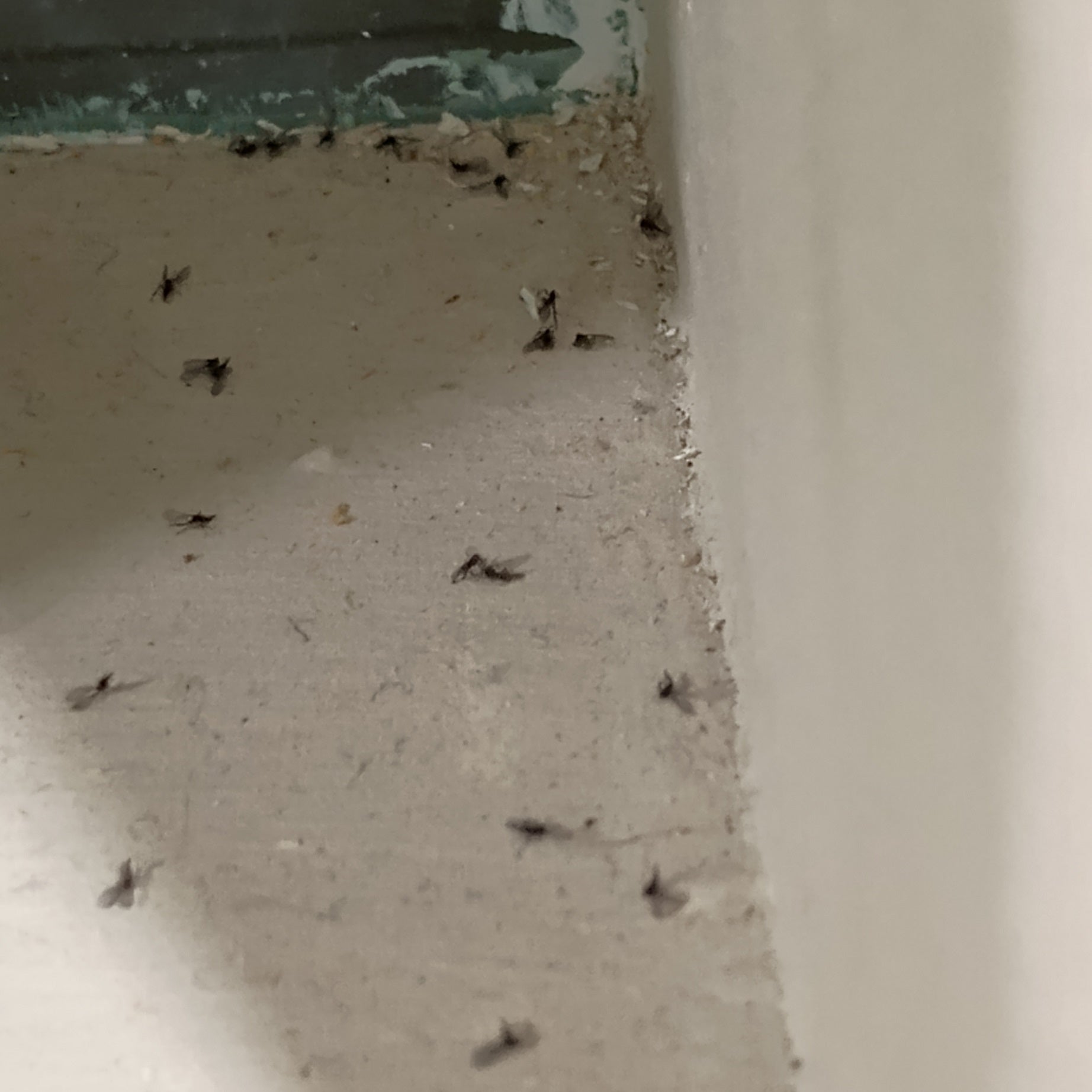 Dark-winged fungus gnats