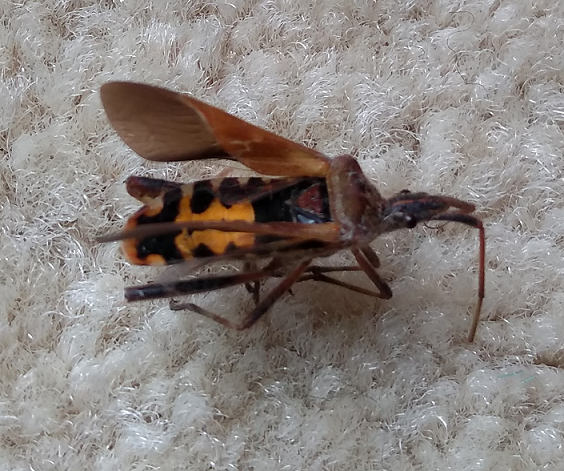 Western Conifer Seed Bug