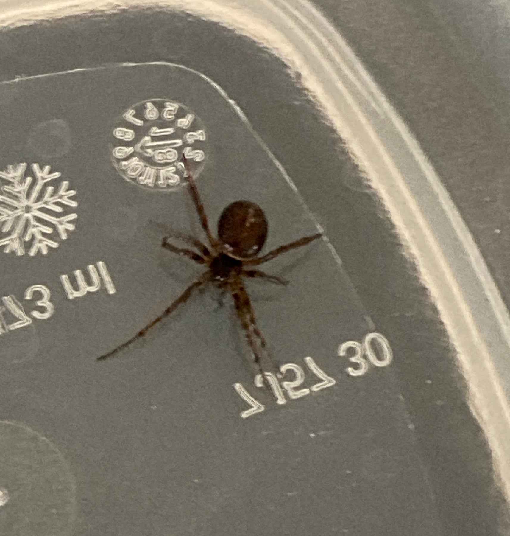 Cobweb/comb-footed spider