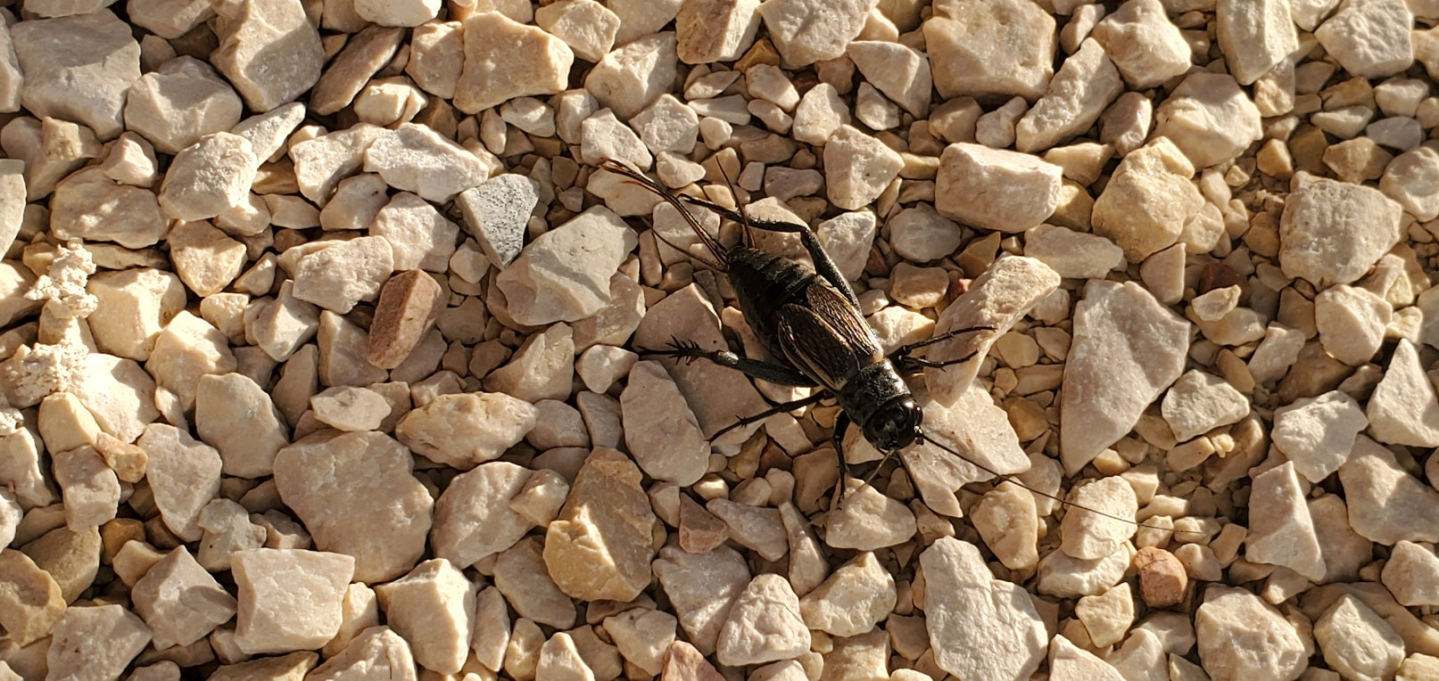 Field cricket