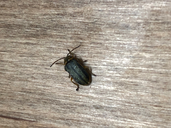 Elm-leaf beetle