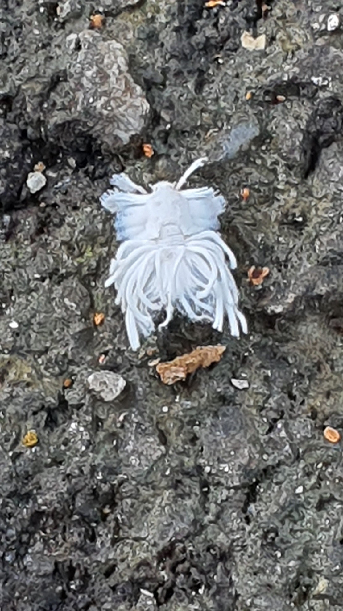 Nymph of a Planthopper