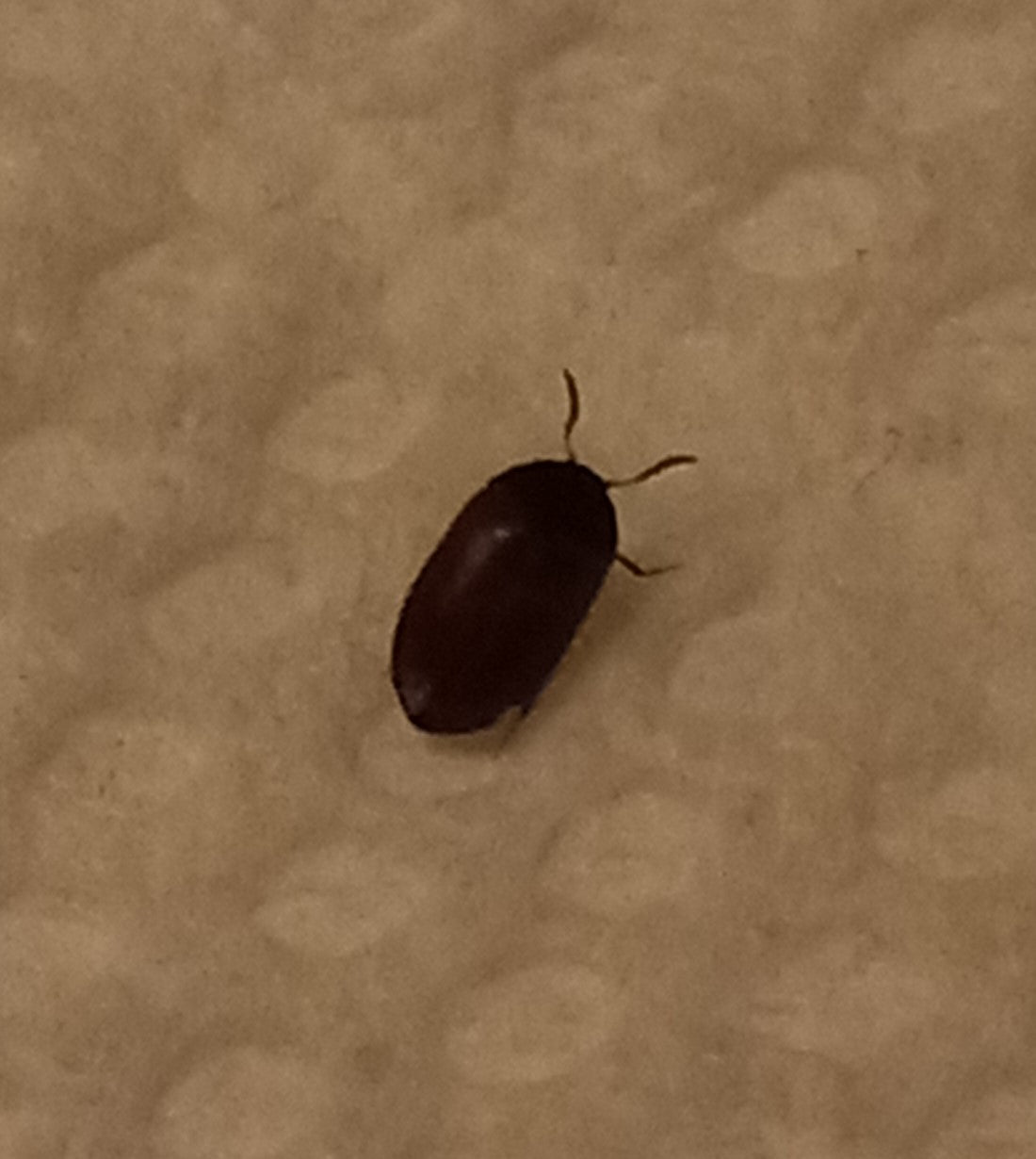 Carpet beetle