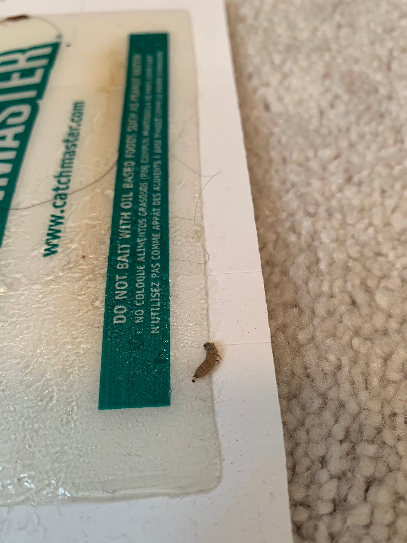 Larva of a Carpet Beetle