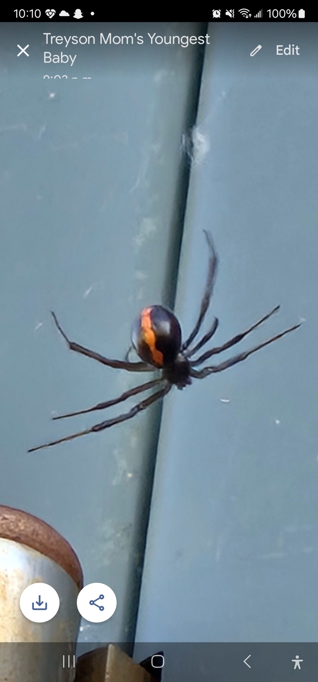 western black widow spider