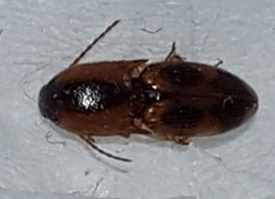 Click beetle