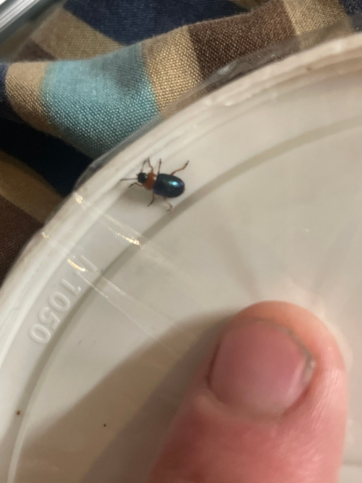 Leaf beetle