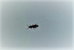 Grain beetle