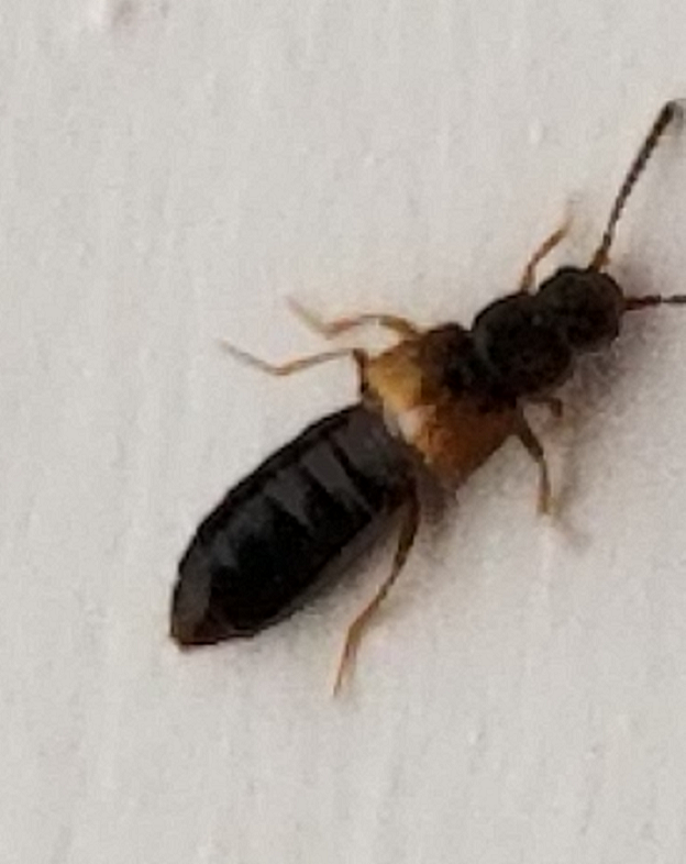 Rove beetle