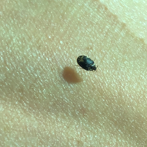 Beetle