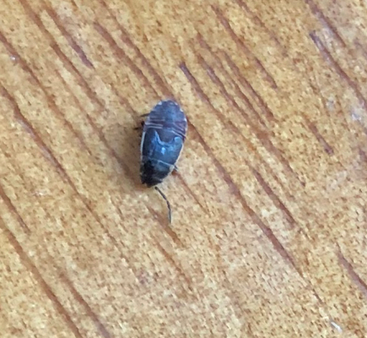 Nymph of an Elm Seed Bug