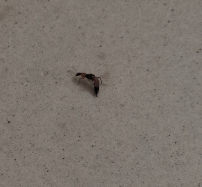 Rove beetle