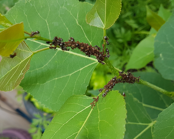 Aphids