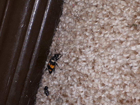 Sexton/burying beetle