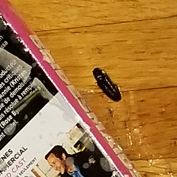 Click beetle