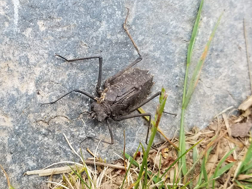 Dragonfly nymph
