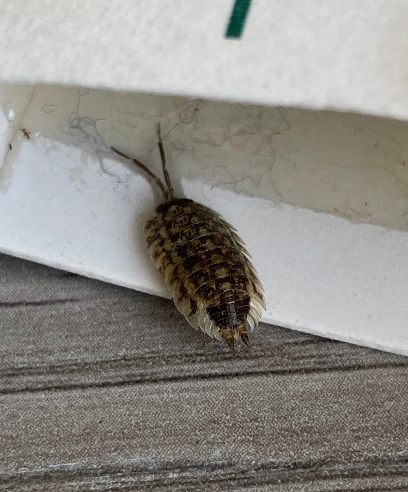 Sowbug