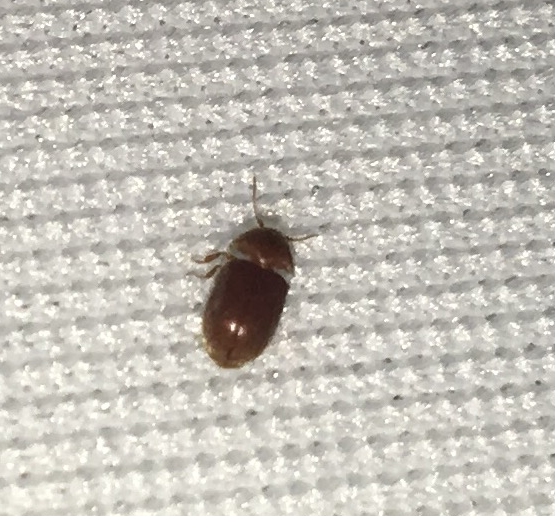 Cigarette beetle