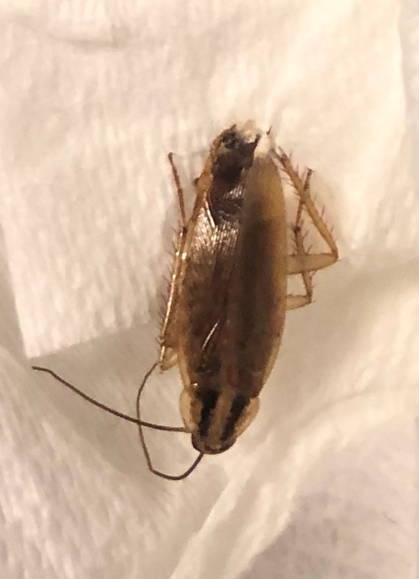 German cockroach
