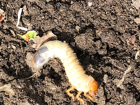 White grubs