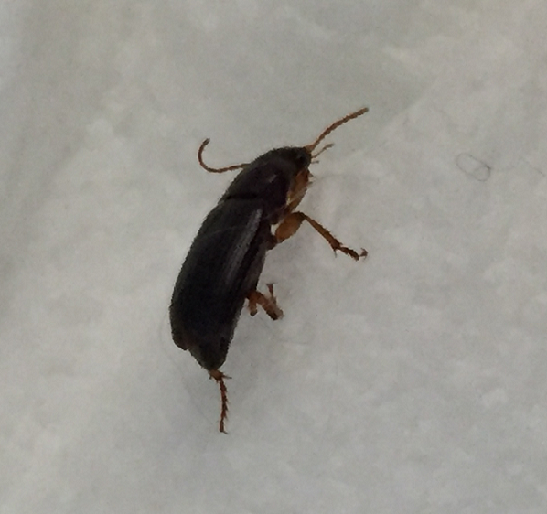 Ground beetle