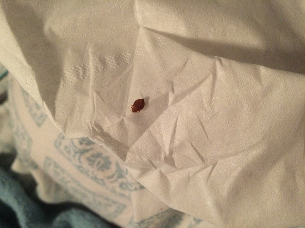 Bed bug