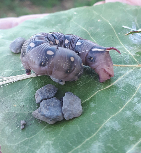 Caterpillar of the bedstraw hawkmoth