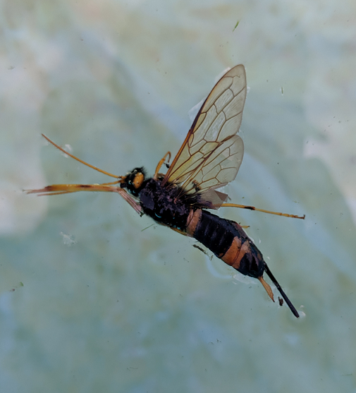 Wood wasp