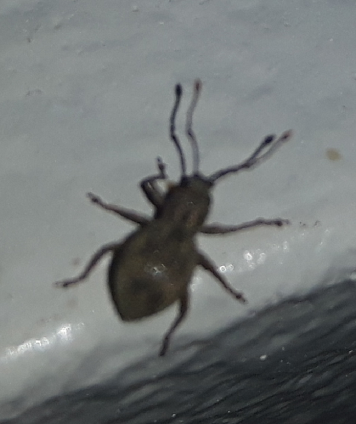 Broad-nosed/short-snouted weevil