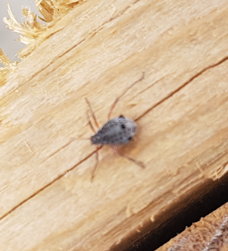 Giant willow aphid