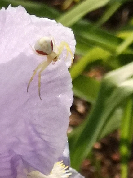 Crab spider