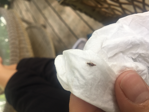 Larva of a lacewing