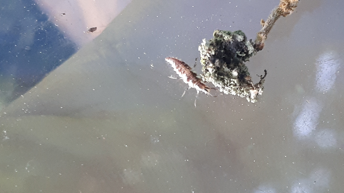Larvae of a lacewing