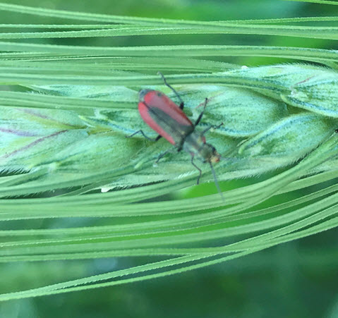 Scarlet malachite beetle