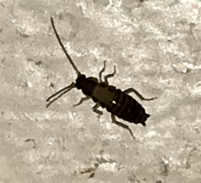 Nymph of a German cockroach