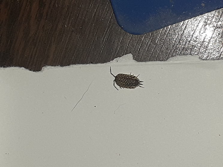 Sowbug
